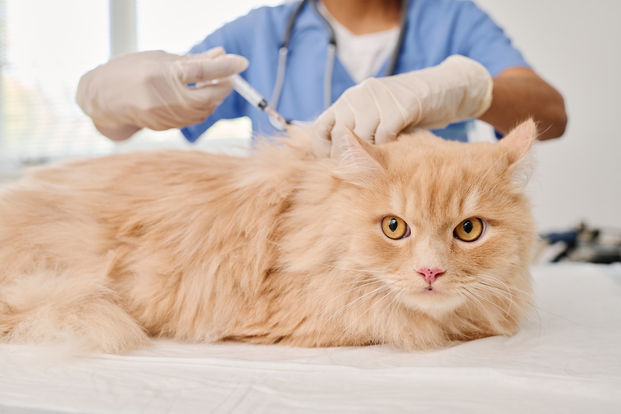 Ginger Cat Getting Vaccinated