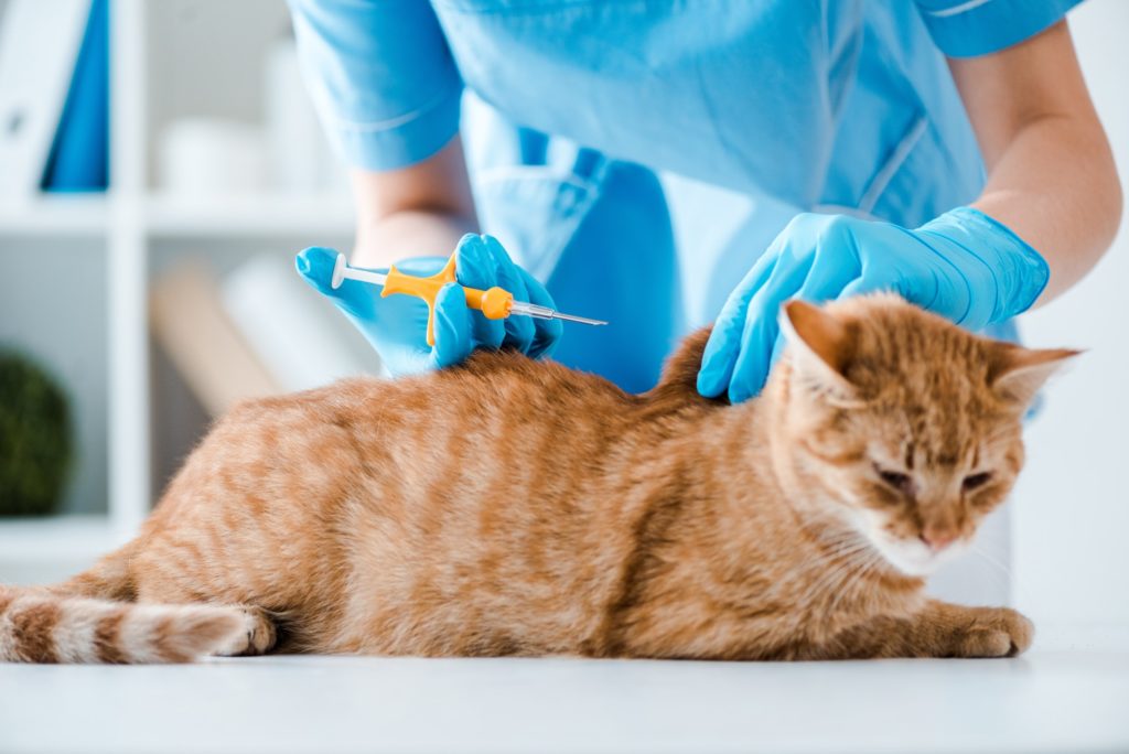 partial view of veterinarian doing implantation of identification microchip to red cat